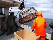 pêche crabe des neiges